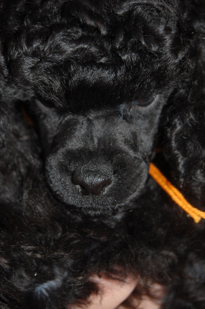 DSC_0823s