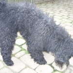 Toto 003