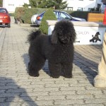 Toto 009