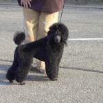 Toto 014